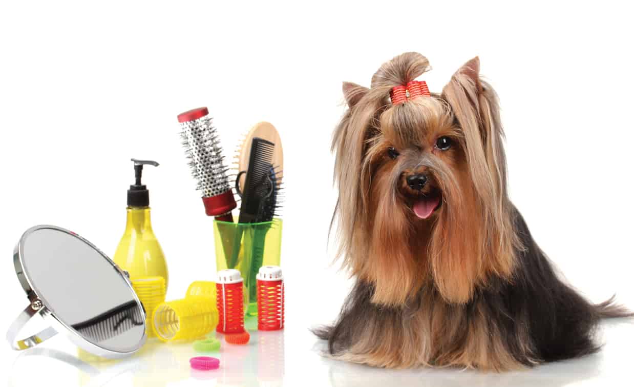dog-full-grooming-pawsitively-natural-pet-food-supplies